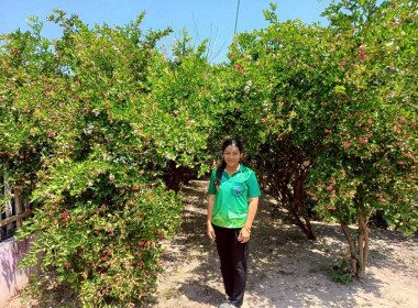 แนะนำ ตรวจเยี่ยม ... พารามิเตอร์รูปภาพ 4