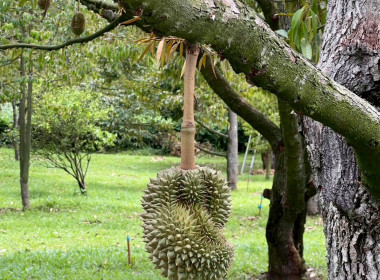 สำนักงานสหกรณ์จังหวัดอุทัยธานี ... พารามิเตอร์รูปภาพ 8