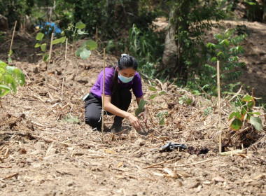 กิจกรรมวันต้นไม้ประจำปีของชาติ พ.ศ.2566 พารามิเตอร์รูปภาพ 12